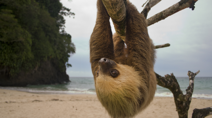 sloth-700x391